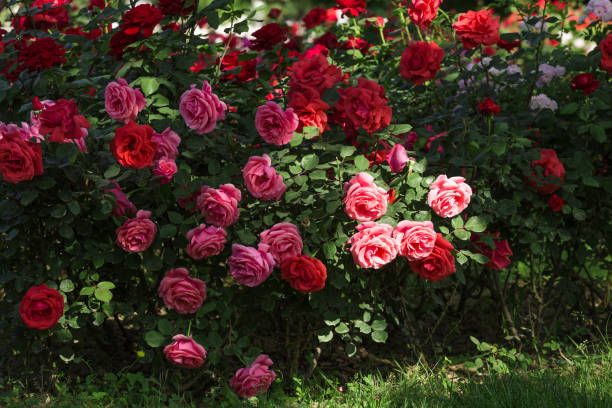 istock Chinese rose in full bloom 1227155559