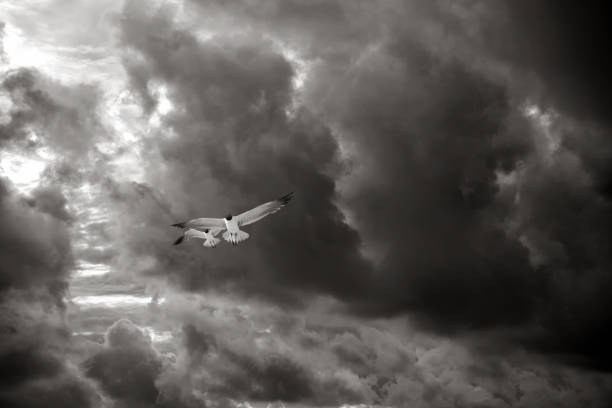 istock Flying two seagulls over stormy sky with dark clouds 1227155591