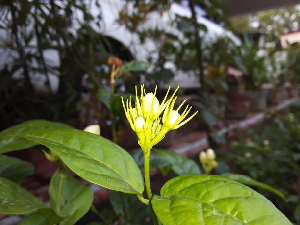 istock Looking at the chanpa chameli /jasmine white flowers 1227155633