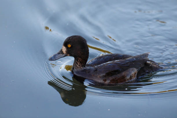 istock Female tufted duck Aythya fuligula 1227155696