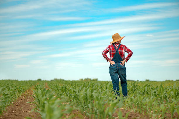 istock Female farmer standing in corn field 1227155855