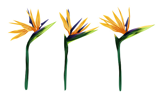 The strelitzia Royal. Set of three tropical flowers. Flower of the bird of Paradise. Perennial herbaceous plant. Vector illustration isolated on a white background for design and web.