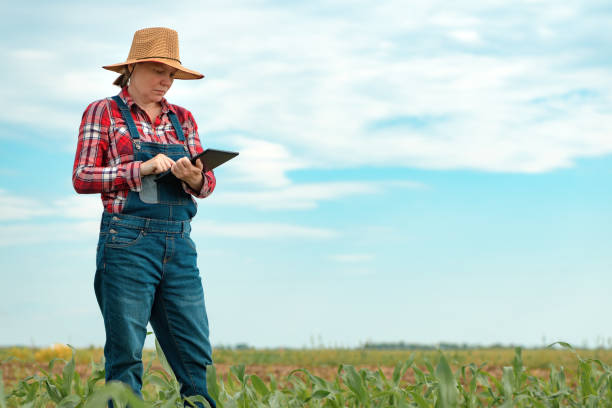 istock Female farmer agronomist using digital tablet computer in young green corn field 1227155965
