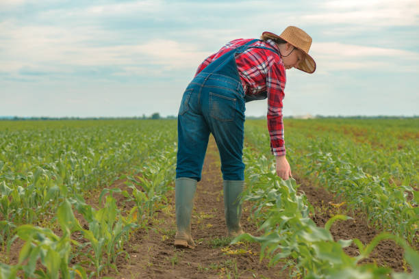 istock Female farmer examining young green corn crops in field 1227155989