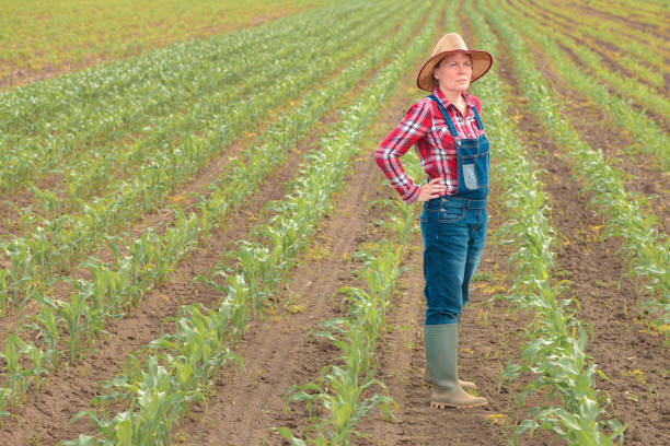 Free Stock Photo of Woman in Hat Standing in Corn Field | Download Free ...
