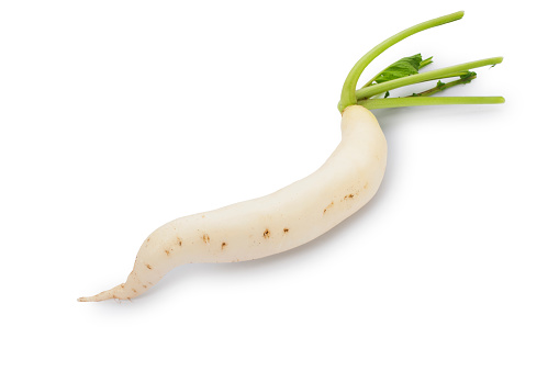 Studio shot of white radish, also known as Daikon, winter radish and oriental radish cut out against a white background.