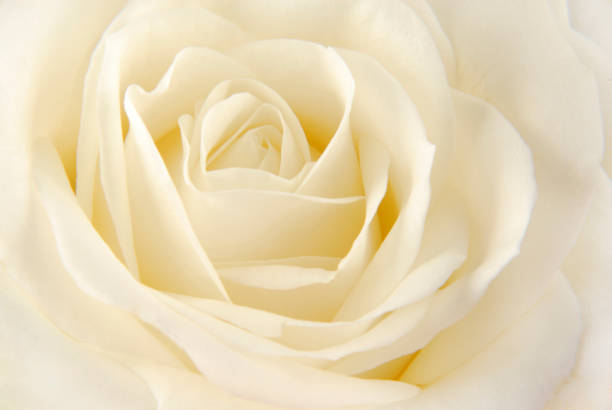 kuvapankkikuvat ja rojaltivapaat kuvat aiheesta ruusunvalkoinen makro - rose flower