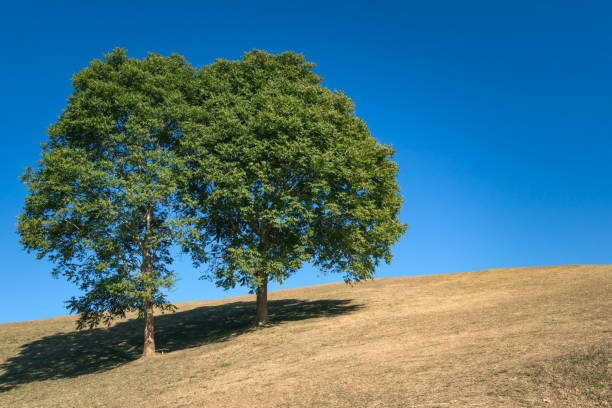 istock Winter landscape scenic view of tree 1227157775