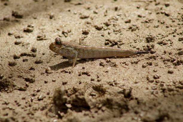 istock Nature photo: mudskipper.  Mudskippers common in Can Gio coastal area, Vietnam 1227157913