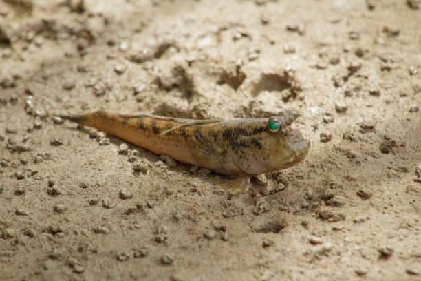 istock Nature photo: mudskipper.  Mudskippers common in Can Gio coastal area, Vietnam 1227157914
