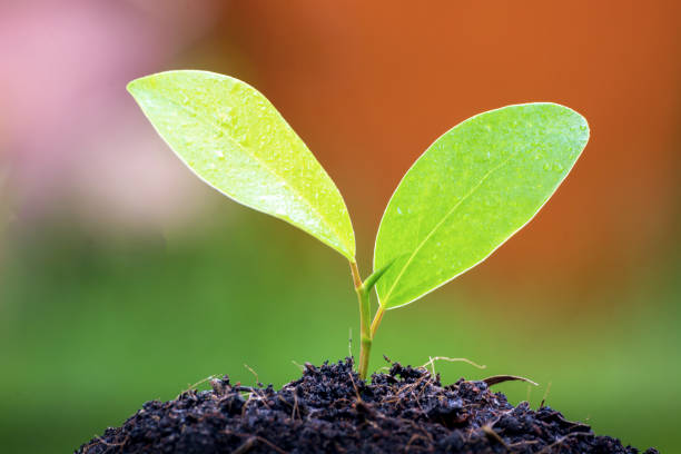 istock Young Plant in Sunlight, Growing plant, Plant seedling 1227157934