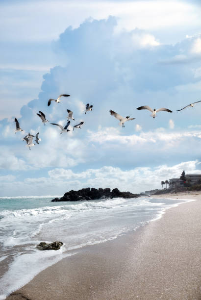 istock flock of seagull flying stormy day at beach 1227157960
