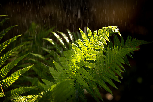 The fronds of a fern in sunlight with summer rain.