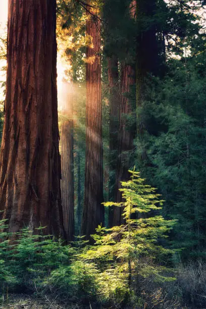 Early morning sunlight in the Sequoias of Mariposa Grove, Yosemite National Park, California, USA. Rays of sun hightlight a young tree.