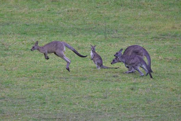 istock Kangaroos bound past joey 1227159396