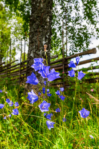 여름 초원에 복숭아 잎 도라지 - wildflower lush foliage outdoors campanula 뉴스 사진 이미지