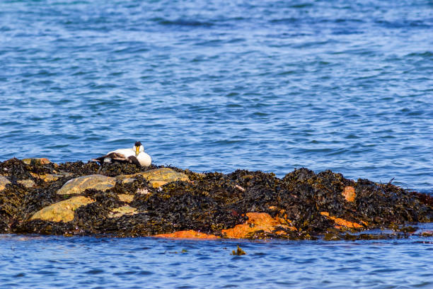 istock Eider bird nesting on a small island in the sea 1227159560
