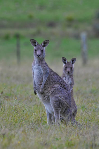 istock Mother eastern grey kangaroo and joey watching 1227159631