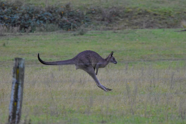 istock Speedy male eastern grey kangaroo 1227159701
