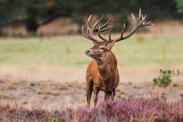 istock Red deer stag in rutting season 1227159898