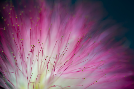 Close up of a pink persian silk tree or mimosa tree (Albizia julibrissin) flower