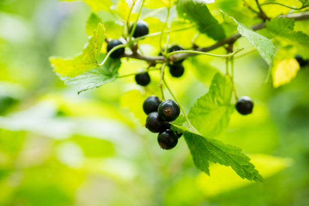 Ripe and juicy black currant berries on the branch. Selective focus. Shallow depth of field.