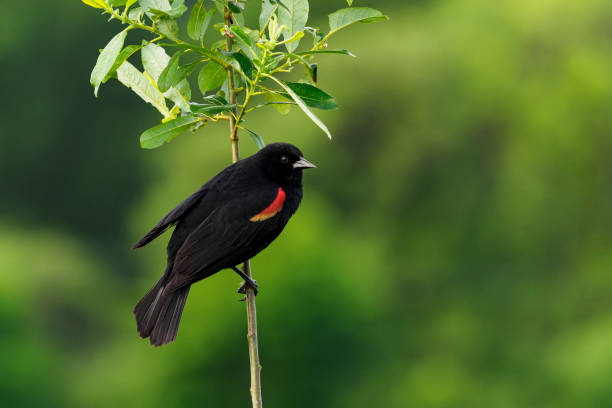istock Red-winged Blackbird Agelaius Phoeniceus Green Background 1227162922