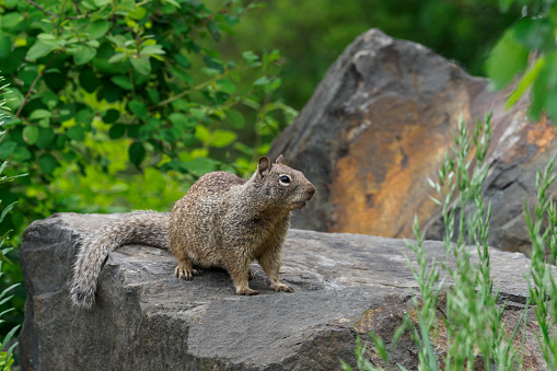 Ground squirrel on a boulder. The large rocks have a background of green bushes. Edited.
