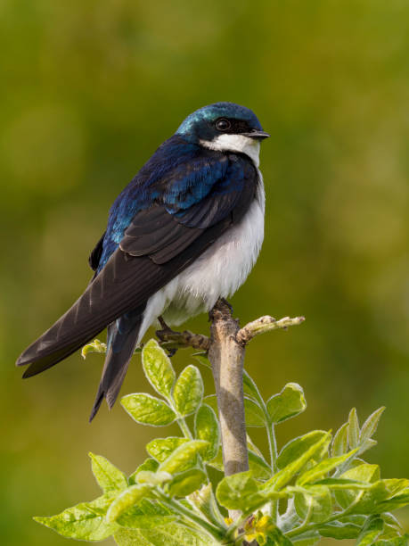 istock Tree Swallow Perched on Tree Top Oregon Wild Bird 1227163269