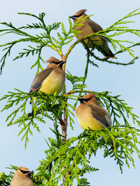 Cedar Waxwing Small Flock on Tree Branch Oregon Wild Bird Four Cedar Waxwing birds perched on a tree in the Willamette Valley of Oregon. Has a light blue sky background. In Hillsboro Oregon on May 24, 2020. cedar waxwing stock pictures, royalty-free photos & images