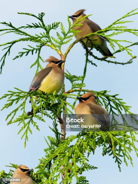 Cedar Waxwing Small Flock On Tree Branch Oregon Wild Bird Stock Photo - Download Image Now
