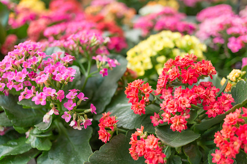 colorful Kalanchoe in pink, red and yellow