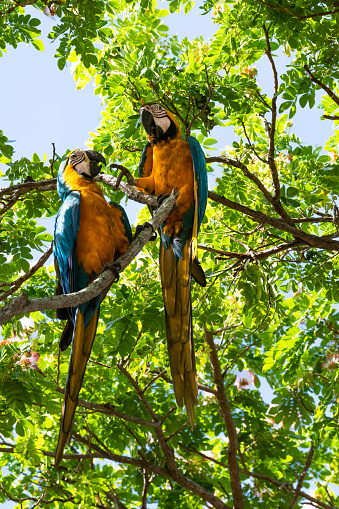 A pair of Gold and Blue Macaws fighting over food in a tree