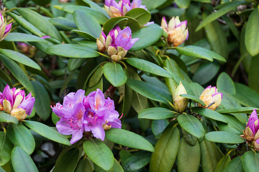 Closeup of Rhododendron