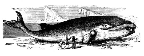 Antique illustration: blue whale (Balaenoptera musculus)