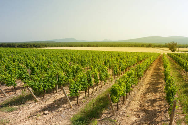istock Landscape of vineyard 1227169999