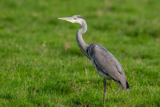 istock Gray Heron (Ardea cinerea) bird in the natural habitat. 1227171508