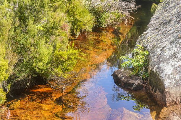 istock Shallow river with red basin, plants - mostly endemic - growing around. Typical landscape in Andringitra National Park, Madagascar 1227171638