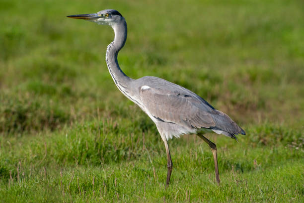 istock Gray Heron (Ardea cinerea) bird in the natural habitat. 1227171737