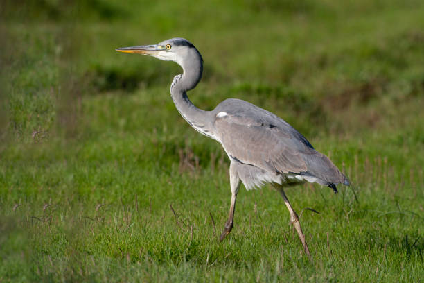 istock Gray Heron (Ardea cinerea) bird in the natural habitat. 1227171796