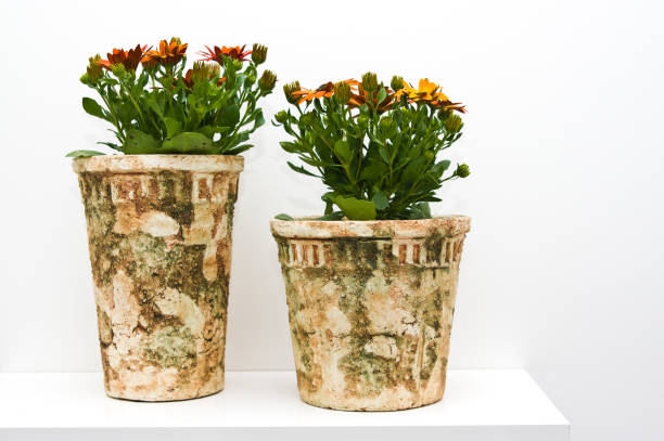 istock African daisies in decorative pots against white background 1227173601