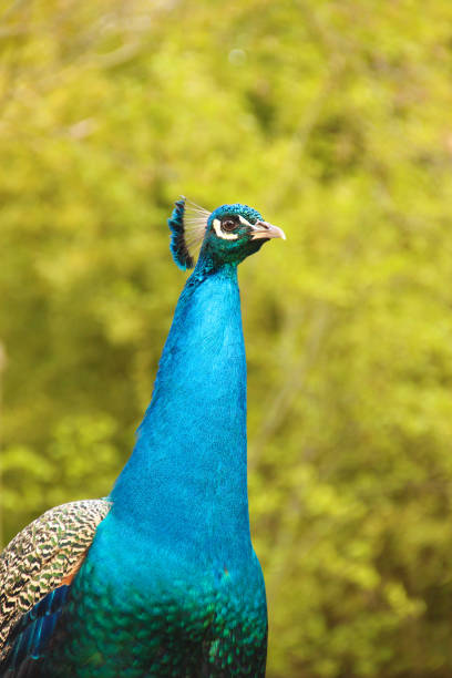 istock Male peacock in garden facing right side. 1227173863
