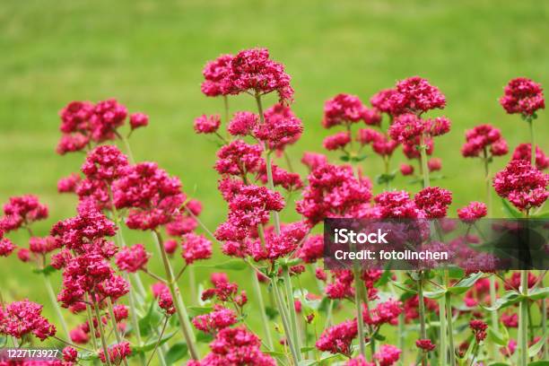 Centranthus Ruber Red Spur Flower Red Valerian Stock Photo - Download Image Now - Valerian - Herb, Red Valerian, Plant