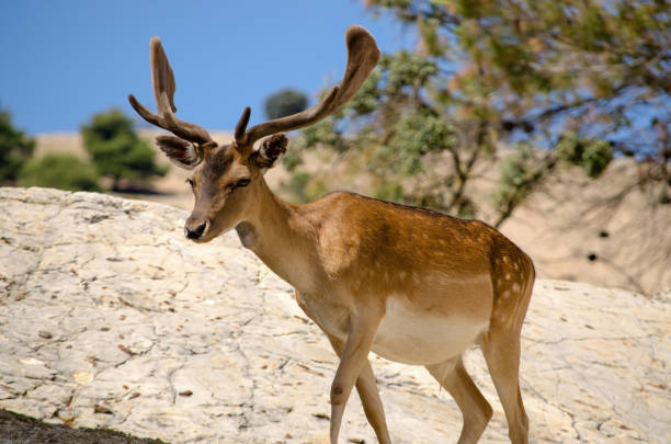istock Spotted deer grazing on rocky terrain 1227175034