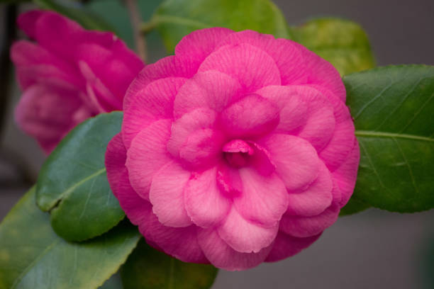 istock Pink camellia close-up. Pink rose on a bush. 1227175109