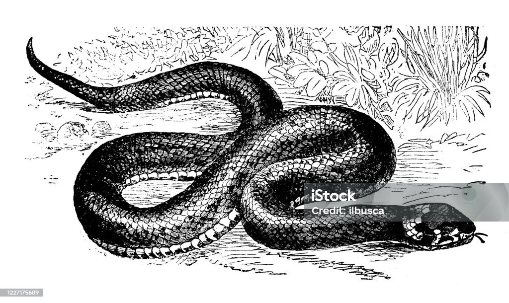 Ancient Illustration Grass Snake Stock Illustration - Download Image