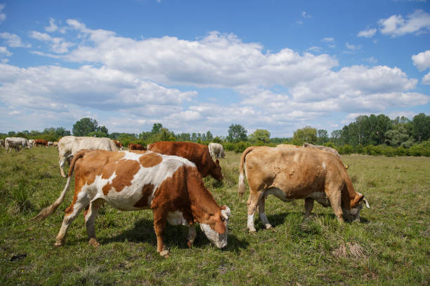 istock Cattle cows and calves graze in the grass. keeping cattle under the open sky. Blue sky with clouds. Europe Hungary 1227177741