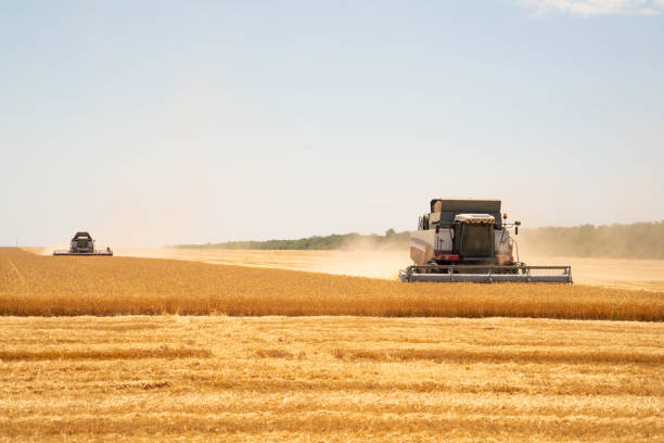istock Combine harvester harvests wheat 1227180979