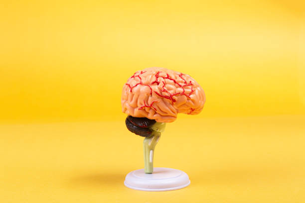istock Human anatomy and brain health concept 1227182342