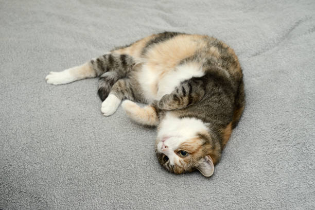istock cat lies relaxing in bed on a gray bedspread 1227182419